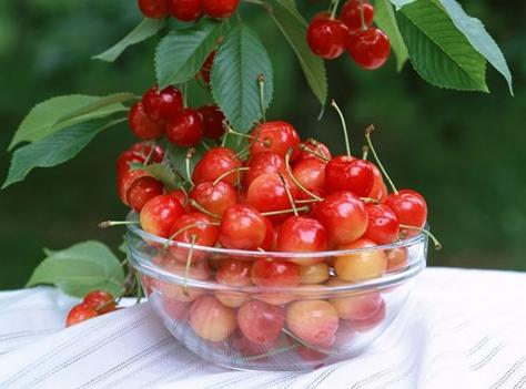 Rainier Cherry tree seeds 